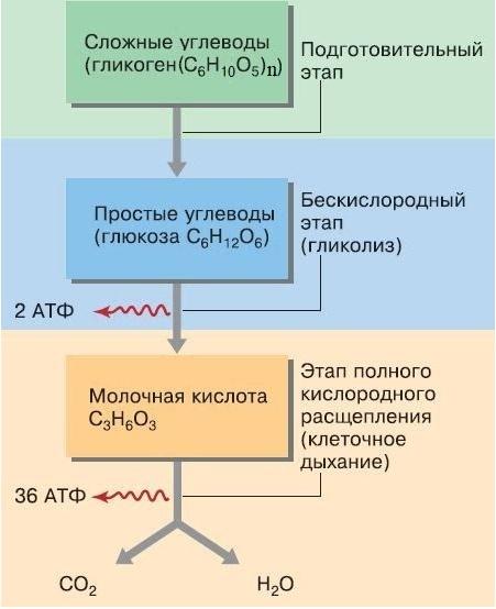 Этапы энергетического обмена